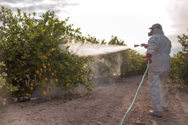 Best Affordable Pest Control Services  in Mokuleia, HI